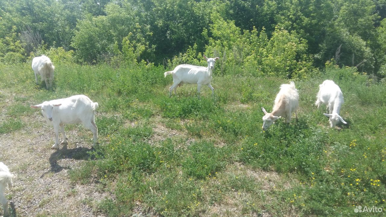 Дойные зааненские козы, козлята, молоко купить на Зозу.ру - фотография № 4