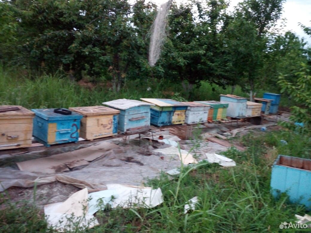 Улей пчелы купить на Зозу.ру - фотография № 3