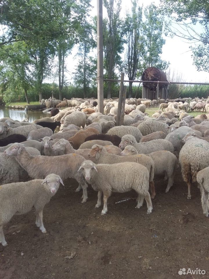 Овцы матки ягнята бараны купить на Зозу.ру - фотография № 1