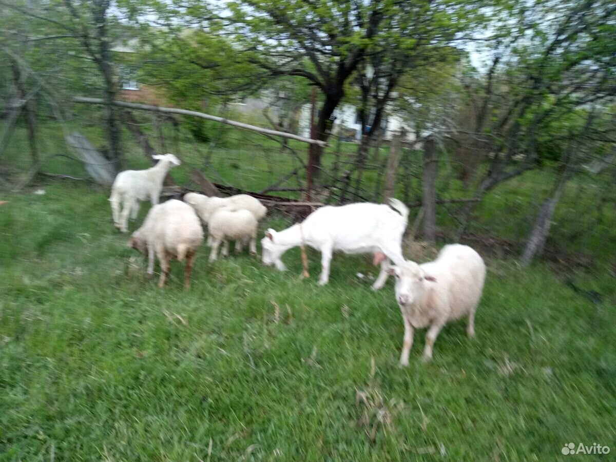 Овцематки с ягнятами и козы купить на Зозу.ру - фотография № 7