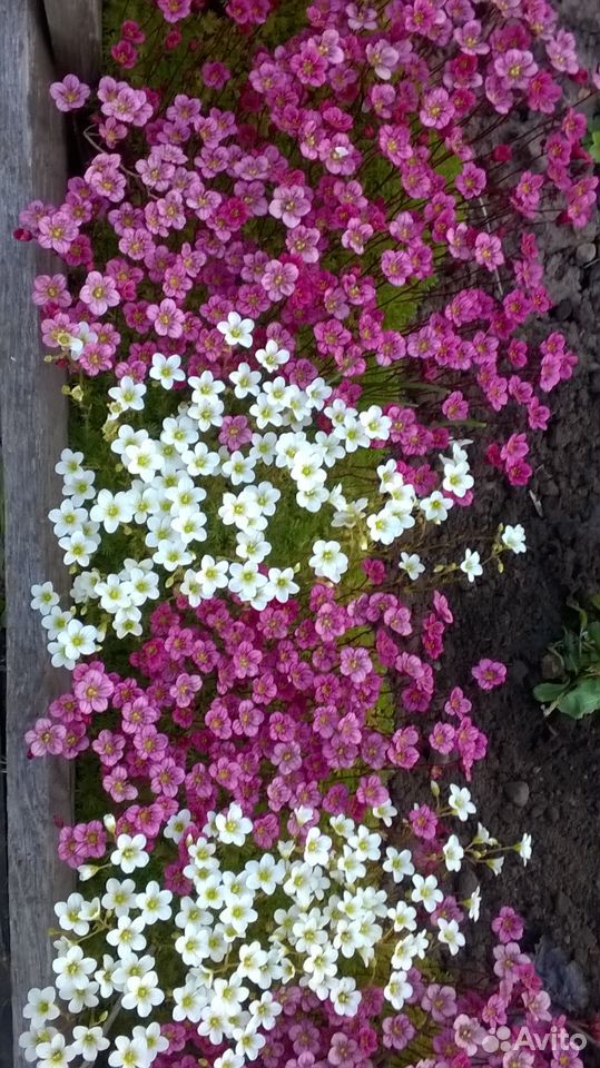 Садовые цветы купить на Зозу.ру - фотография № 3