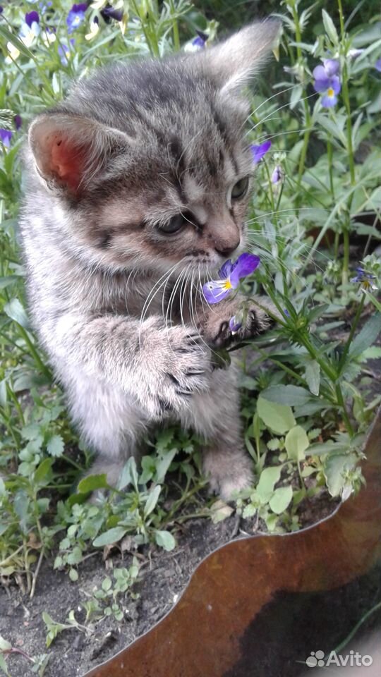 Котятки бесплатно