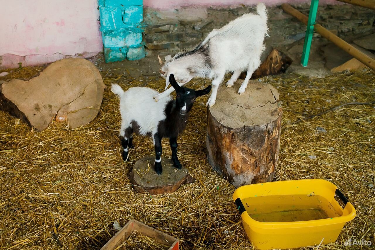 Продаются козы, бараны и еноты купить на Зозу.ру - фотография № 1