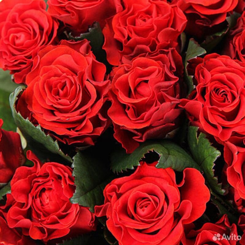 Букет кудрявой красной розы «Эль Торо» купить на Зозу.ру - фотография № 1