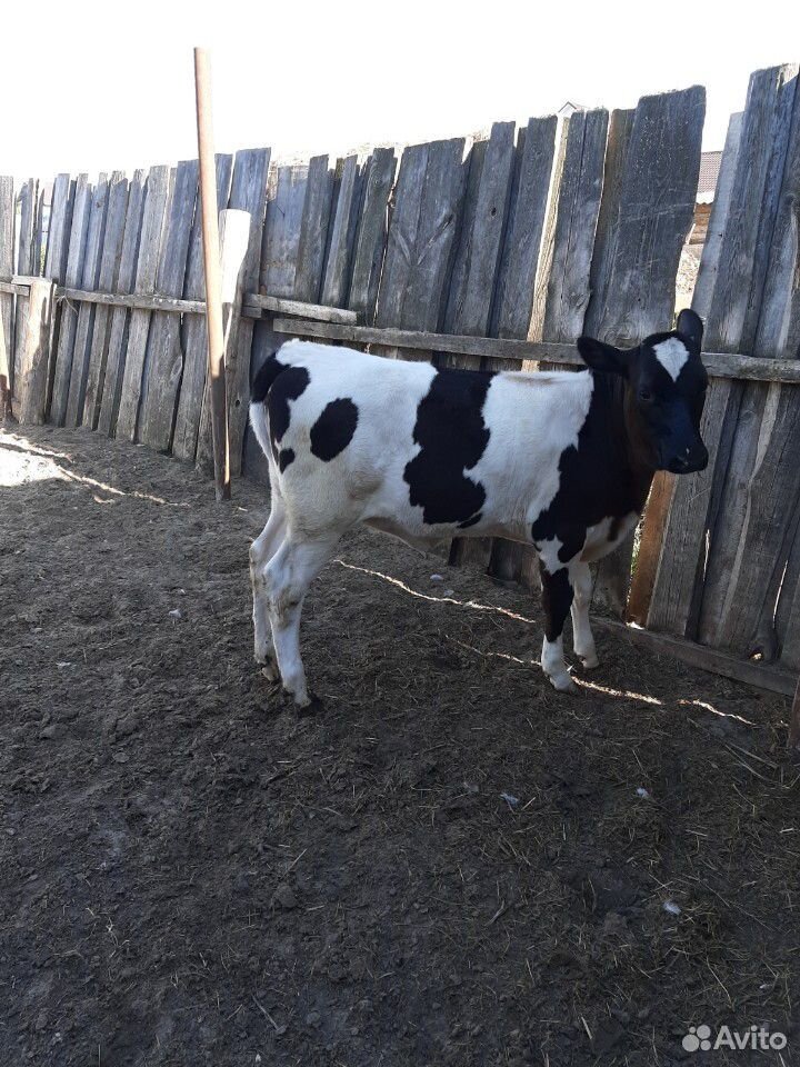 Корова(телка) купить на Зозу.ру - фотография № 1