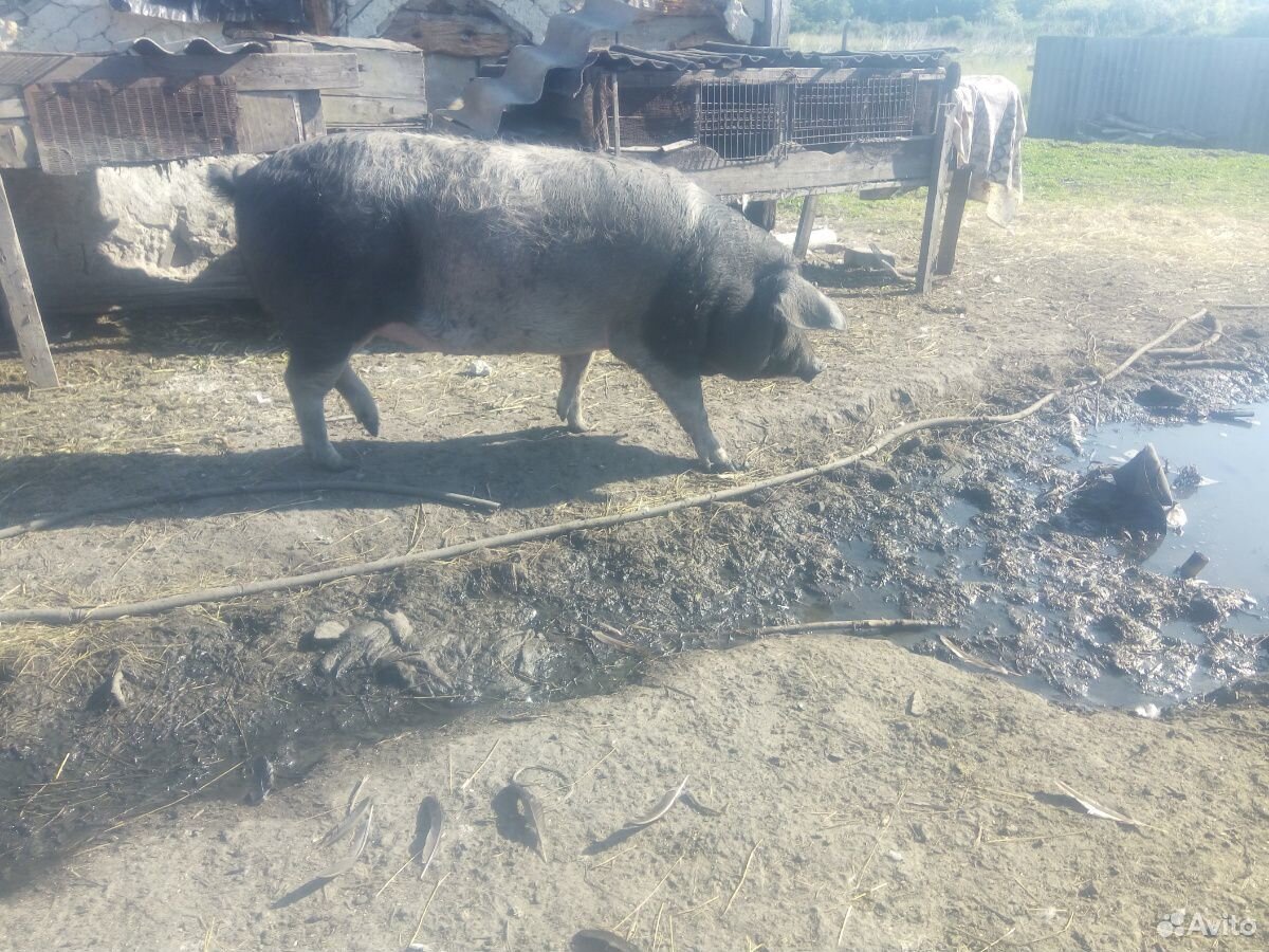 Свинья купить на Зозу.ру - фотография № 8