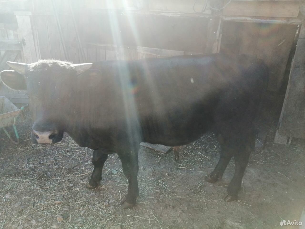 Животные бык купить на Зозу.ру - фотография № 1
