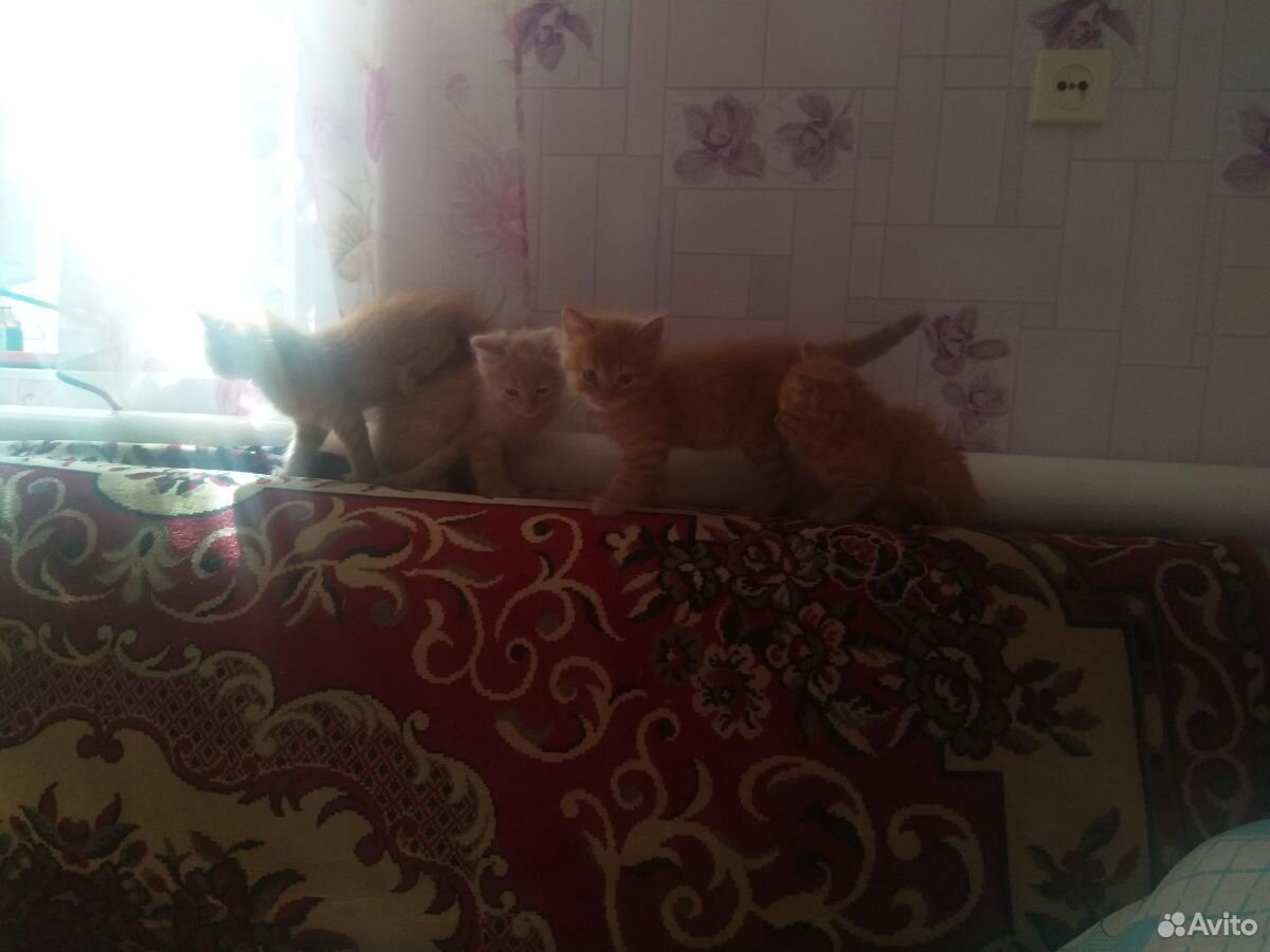 Котята-мальчики, рыжие и пушистые,ждут своих хозяе купить на Зозу.ру - фотография № 1