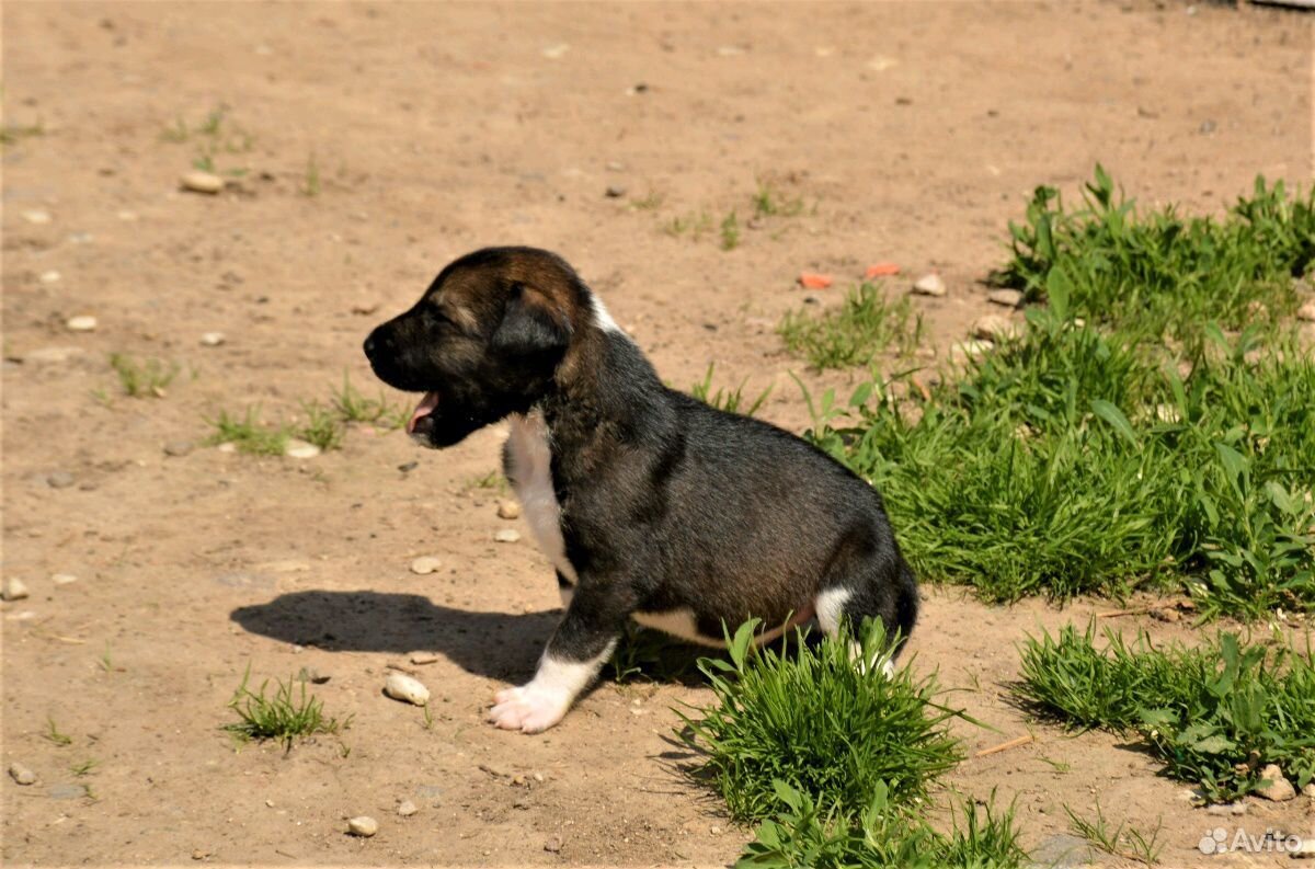 Мальчики мексиканской собаки в шерсти купить на Зозу.ру - фотография № 3