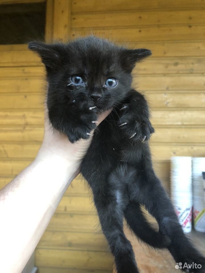 Черный кот с необычной мордашкой стал звездой Сети (ФОТО)