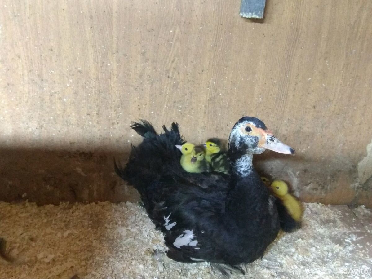 Цыплята с мамой(индоутки) купить на Зозу.ру - фотография № 1