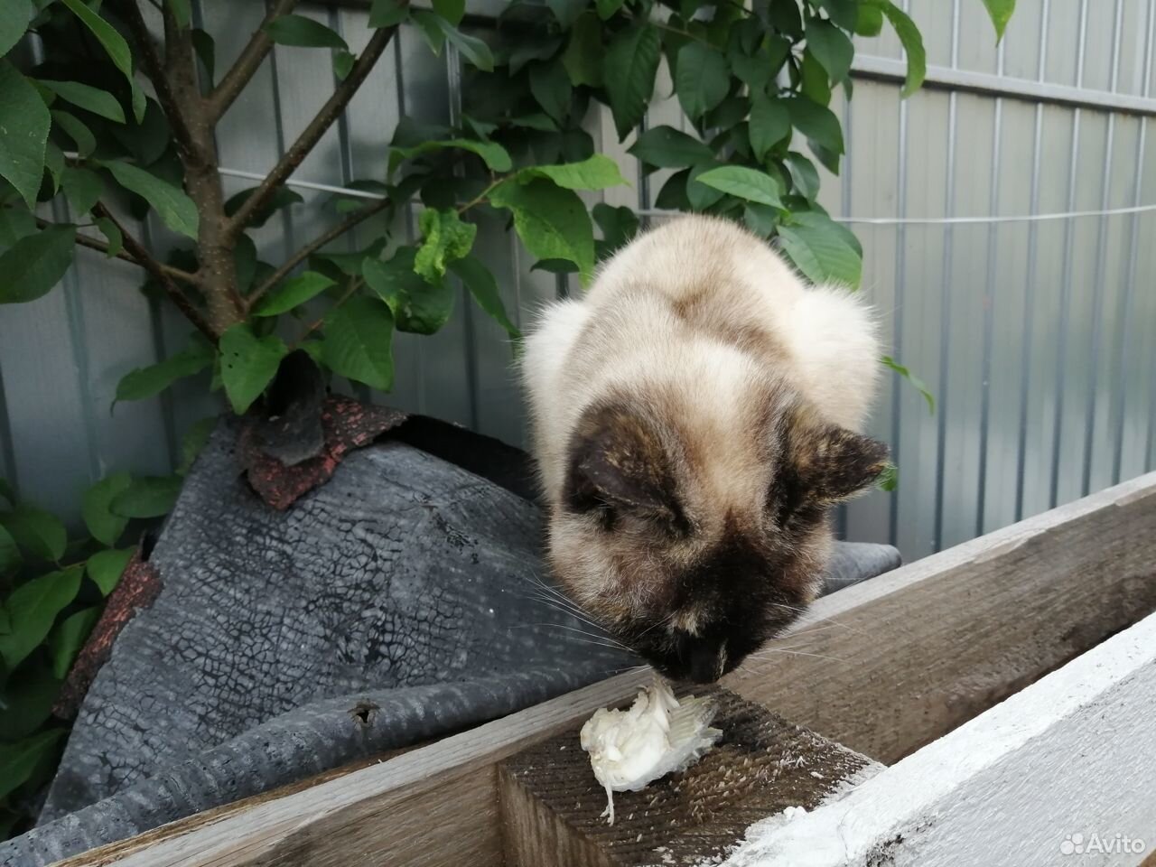Найдена кошка купить на Зозу.ру - фотография № 2