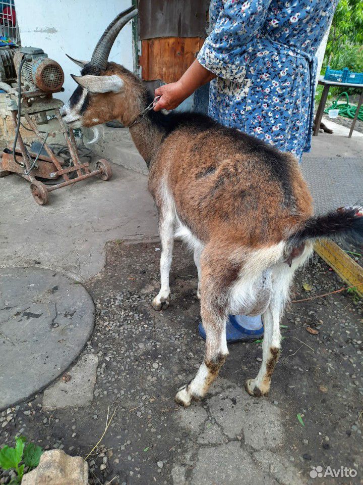 Альпийская коза купить на Зозу.ру - фотография № 4