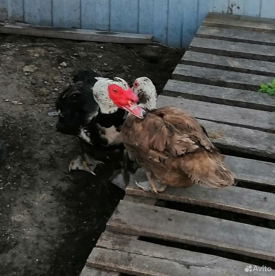 Индоутки, цыплята купить на Зозу.ру - фотография № 4