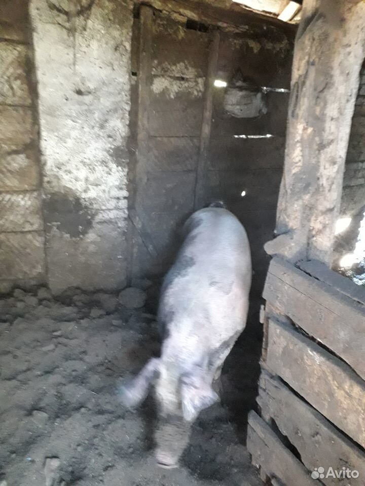 Мясо, свинина купить на Зозу.ру - фотография № 1