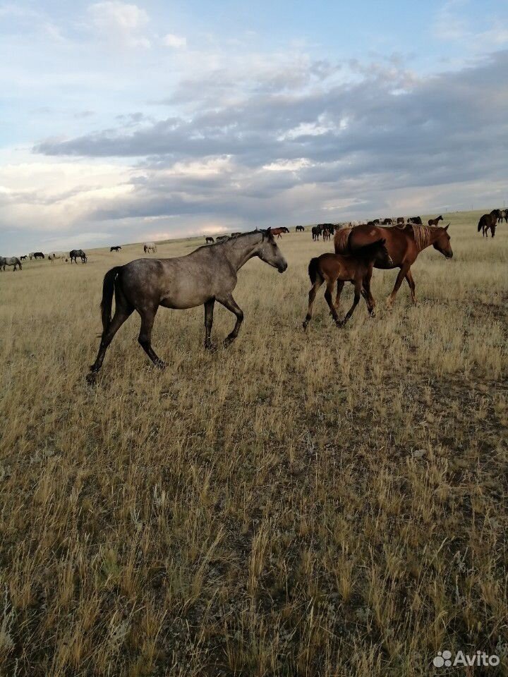 Две лошади вторая с жиребёнком купить на Зозу.ру - фотография № 6