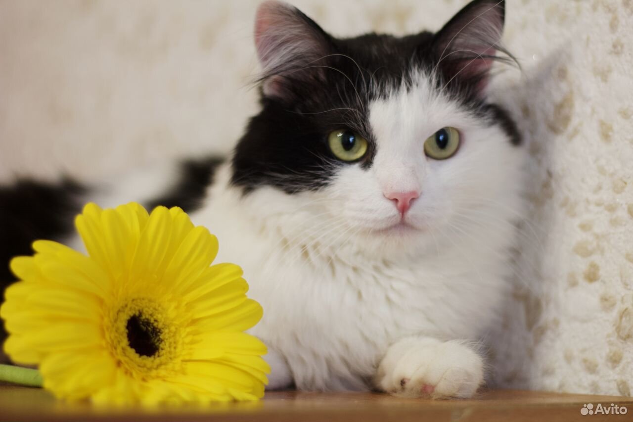 Чёрно-белый котик Жорик ищет дом купить на Зозу.ру - фотография № 1