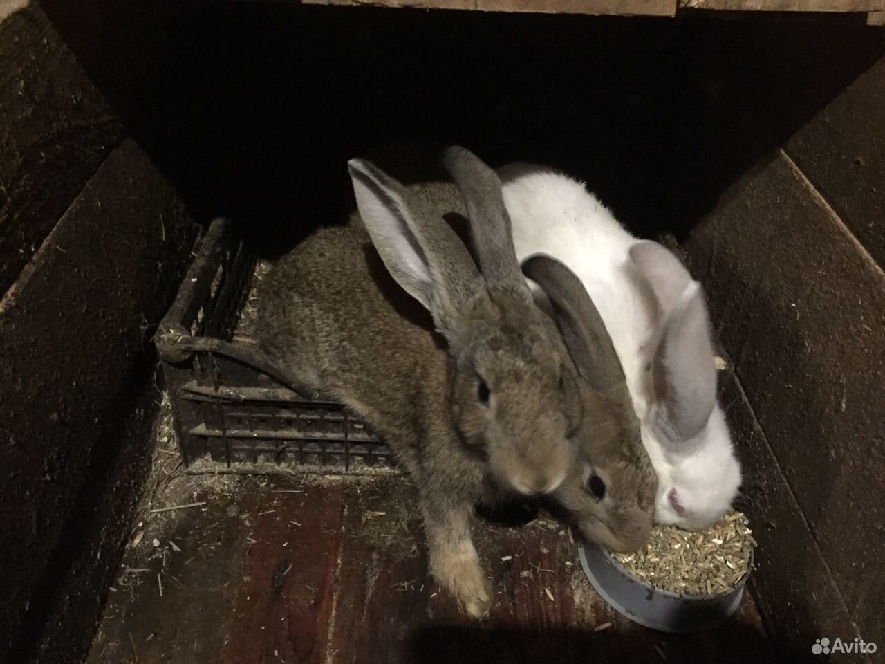 Кролики крольчата купить на Зозу.ру - фотография № 1