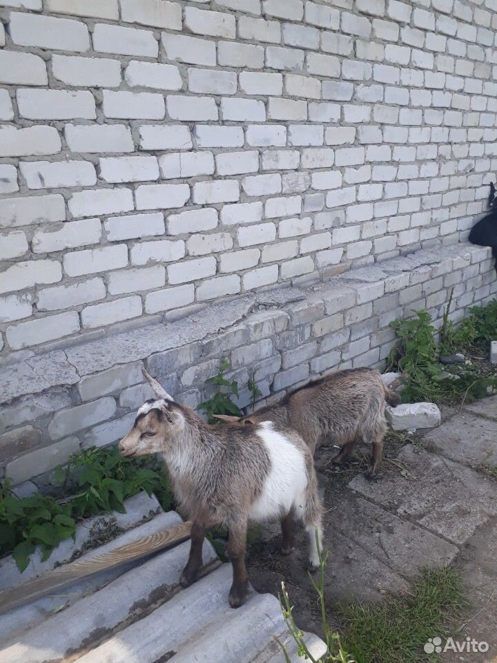 Козлята заинские купить на Зозу.ру - фотография № 2