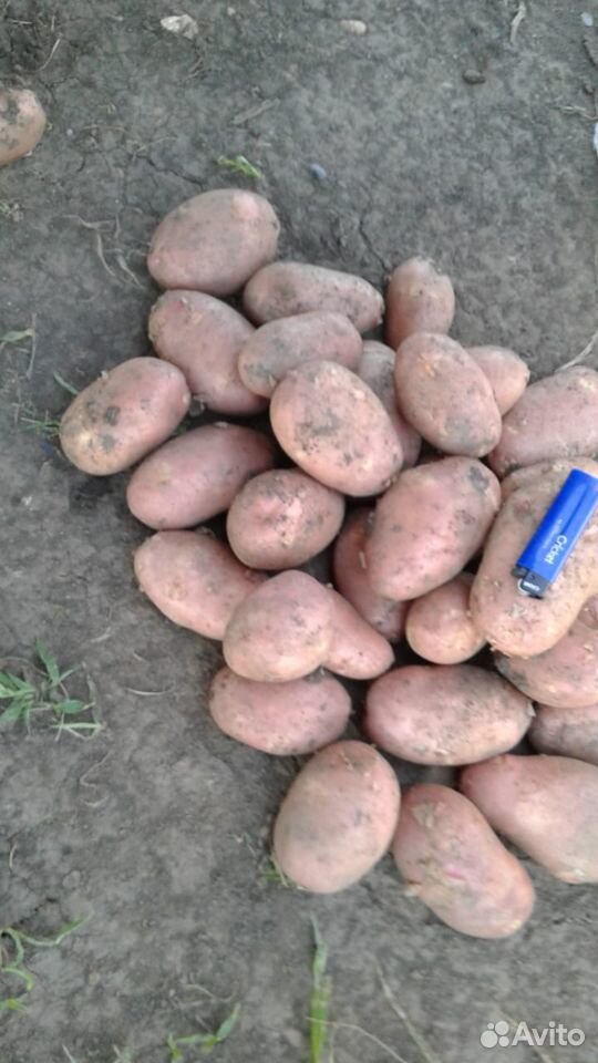 Картофель, лук, свёкла,морковь, Бондюэль купить на Зозу.ру - фотография № 4