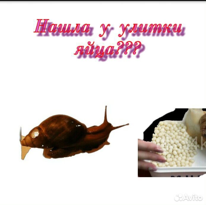 Яйца улитки ахатин фулики купить на Зозу.ру - фотография № 2