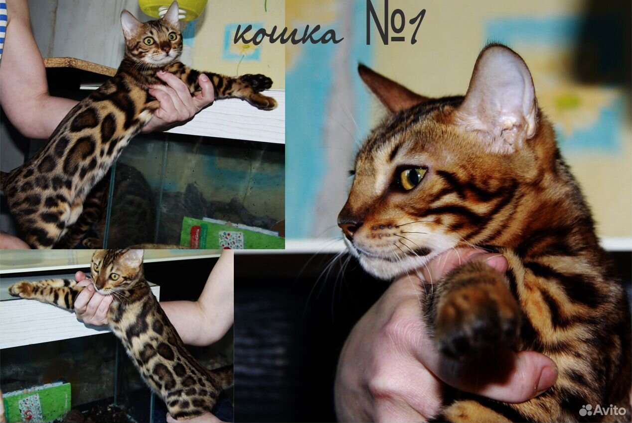 Племенная кошка для души и котята из питомника купить на Зозу.ру - фотография № 2