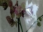 Туя и орхидеи 2+2 объявление продам