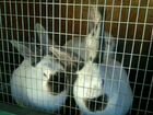 Калифорнийские крольчата объявление продам