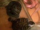 Черепахи Красноухие объявление продам