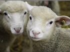 Иль-де-Франс мясные бараны, овцы объявление продам