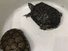 Красноухие черепахи объявление продам