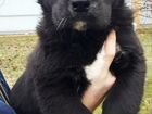 Черно-белые щенки Алабая объявление продам