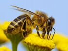 Пчеломаток породы Карпатка из Закарпатья продам объявление продам