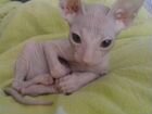 Вязка кошки породы донской сфинкс объявление продам