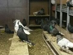 Продам породистых голубей разных пород