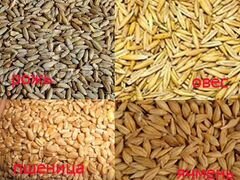 Зерно Пшеница, ячмень, овес