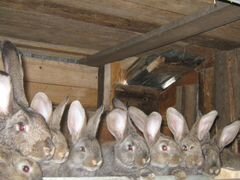 Кролики мясная порода фландр