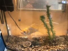 Золотая рыбка самец и аквариум