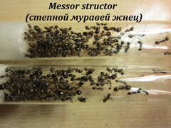 Messor structor-степной муравей жнец