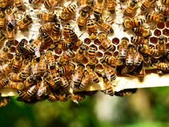 Пчелосемьи на рамках,сильные