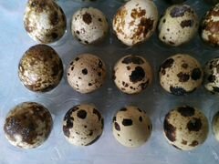 Яйца перепелиные