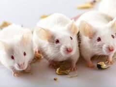 Мыши кормовые-лабораторные