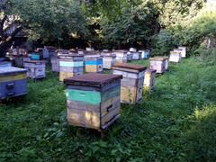 Продажа пчелосемей