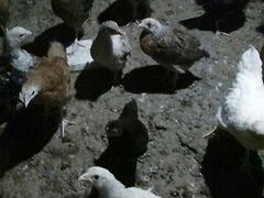 Цыплята от домашних кур несушек подрошенные
