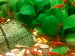 Рыбки,креветки,аквариум 100л