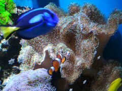 Продам кораллы для морского аквариума