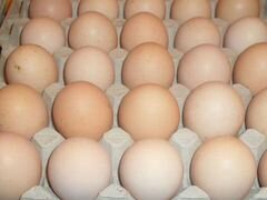 Яйца инкубационное несушки