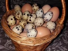 Домашние куриные и перепелиные яйца