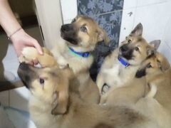4 щеночка ищут новый дом