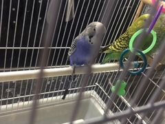 2 волнистых попугая с клеткой и всем необходимым
